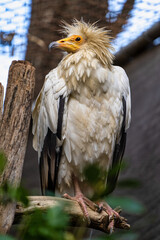 Egyptian vulture,Neophron percnopterus in Jerez de la Frontera, Andalusia, Spain