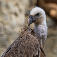 Griffon vulture, Gyps fulvus in Jerez de la Frontera, Andalusia, Spain