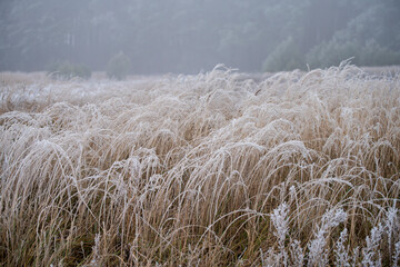 Zimowe trawy, trawy zimą, zimowy klimat, zimowy las, zimowe łąki, zimowe pola, Zima, macro, trawy © Follow the Sun