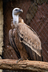 Griffon vulture, Gyps fulvus in Jerez de la Frontera, Andalusia, Spain