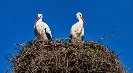 White Stork, Ciconia ciconia in Jerez de la Frontera, Andalusia, Spain