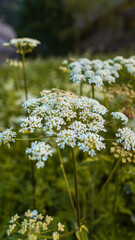 A flower among the alpine pastures of the Dolomites, near the village of 