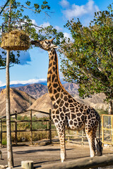 Giraffa, Giraffa camelopardalis in Tabernas desert, Andalusia, Spain