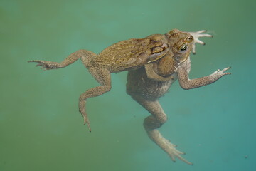 Reproduction, cane toad (Rhinella marina) bufonidae family. Male hugs the female. Manaus - Amazon,...