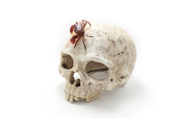 Old jaw-less Human Skull isolated against white background with a Red Mangrove Crab on it