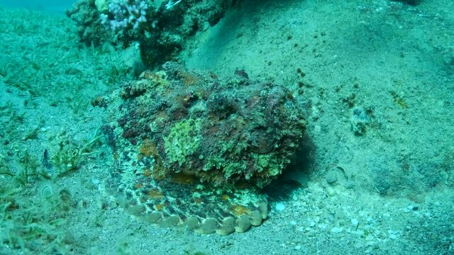Close-up portrait of the Stonefish lies near coral reef. Reef Stonefish (Synanceia verrucosa),. 4K-60fps