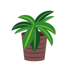 plant nature in pot