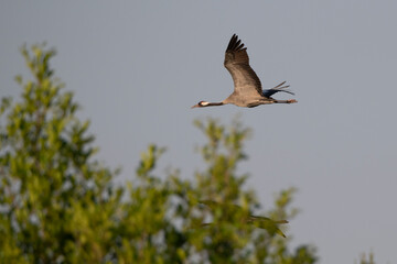 crane