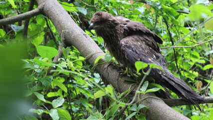 Sick Eagle