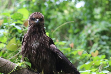 Sick Eagle