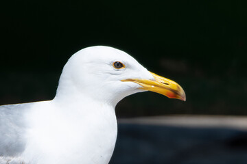 seagull