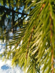 Fototapeta premium branches of a pine