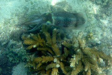 Oktopus im indischen Ozean