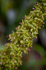 Macro Photo of small pink flower buds