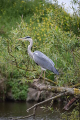 The Heron 