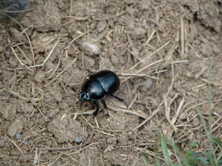Coléoptère, Bousier