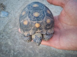 Pequeña tortuga del desierto mexicano sobre una mano.