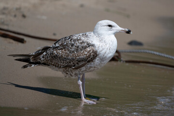 seagull