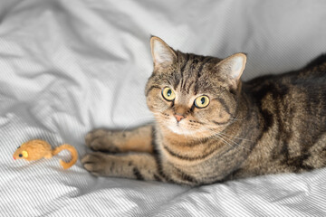 A domestic tabby cat lies on the bed with its toy mouse. Looks into the camera.