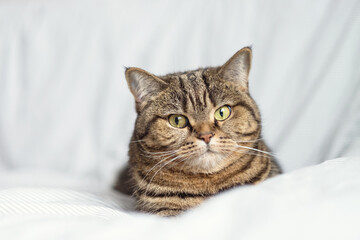 Portrait of a domestic striped cat close-up. The cat lies on the bed and look at the camera.