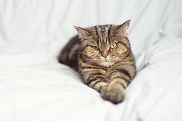 A disgruntled tabby cat lies on the bed and looks at the camera.