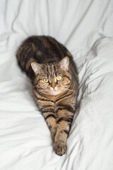 An adorable domestic tabby cat lies on the bed with its legs stretched out. Looks into the camera.