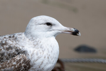 seagull