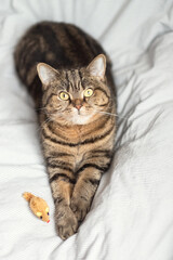 A domestic tabby cat lies on the bed with its toy mouse. Looks into the camera.