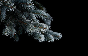 Branch of blue spruce on black isolated background