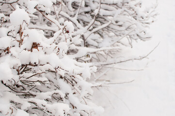 snow-covered bushes in the park on a blurry white background with a place for text