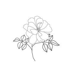 the rose flower is drawn minimalistically. line art