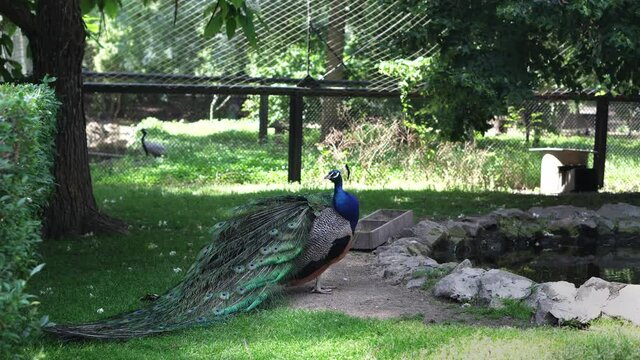 The peacock cleans colorful feathers with its beak. Bird watching at the zoo.