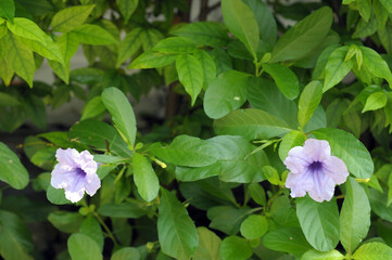 pink and white flowers