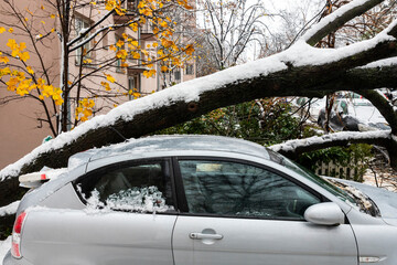 Tree fell on the car and crushed it due to heavy snow storm
