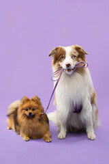 border collie dog keeps on a leash pomeranian spitz dog in studio on purple background