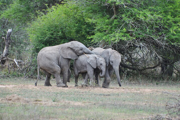Group of playful young african elephants, Loxodonta