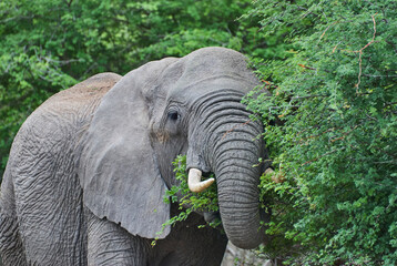 Big African elephant bull, Loxodonta, standing in the african bush