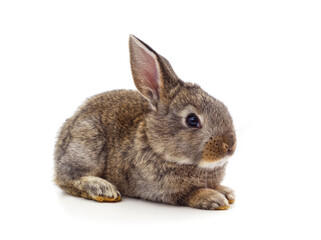 Little gray rabbit is lying.