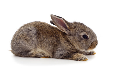 Little gray rabbit is lying.