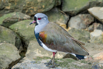 Southern Lapwing (Vanellus chilensis) in Ushuaia area, Land of Fire (Tierra del Fuego), Argentina