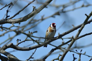 The European goldfinch sitting on the tree branch in cloudy winter snow