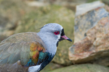 Southern Lapwing (Vanellus chilensis) in Ushuaia area, Land of Fire (Tierra del Fuego), Argentina