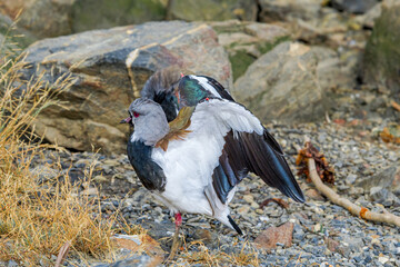 Southern Lapwing (Vanellus chilensis) in Ushuaia area, Land of Fire (Tierra del Fuego), Argentina