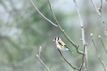 The European goldfinch sitting on the tree branch in cloudy winter snow