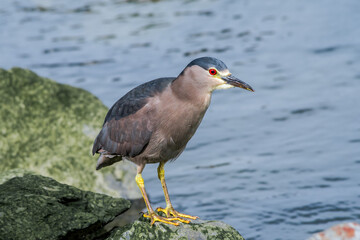 Black-crowned Night-Herron (Nycticorax nycticorax) on lagoon in Ushuaia, Land of Fire (Tierra del Fuego), Argentina