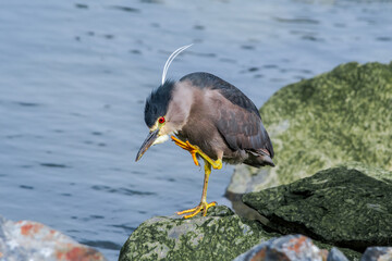 Black-crowned Night-Herron (Nycticorax nycticorax) on lagoon in Ushuaia, Land of Fire (Tierra del Fuego), Argentina