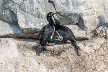 Rock Shags (Leucocarbo magellanicus) at colony in Ushuaia area, Land of Fire (Tierra del Fuego), Argentina