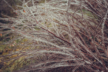 Frozen branches of shrubs without leaves in winter.