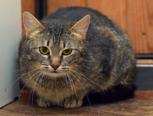 brown cat sitting on the wooden floor