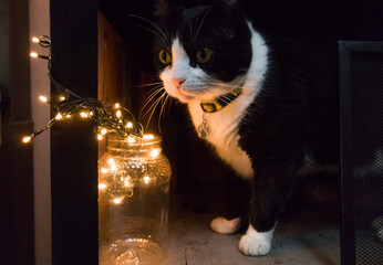 gato blanco y negro al lado de  luces navideñas dentro de un recipiente reciclable 